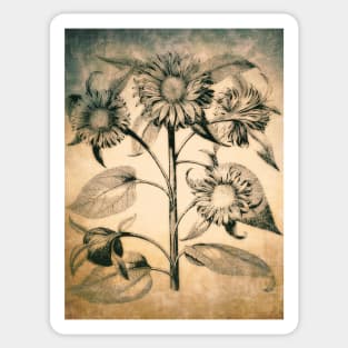 Sunflowers - Botanical Sticker